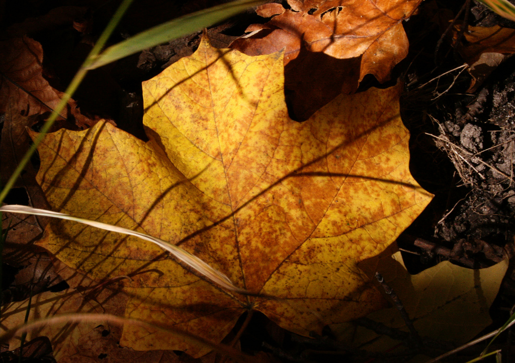 fall leaves photo