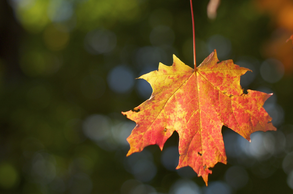 autumn leaves new england photo