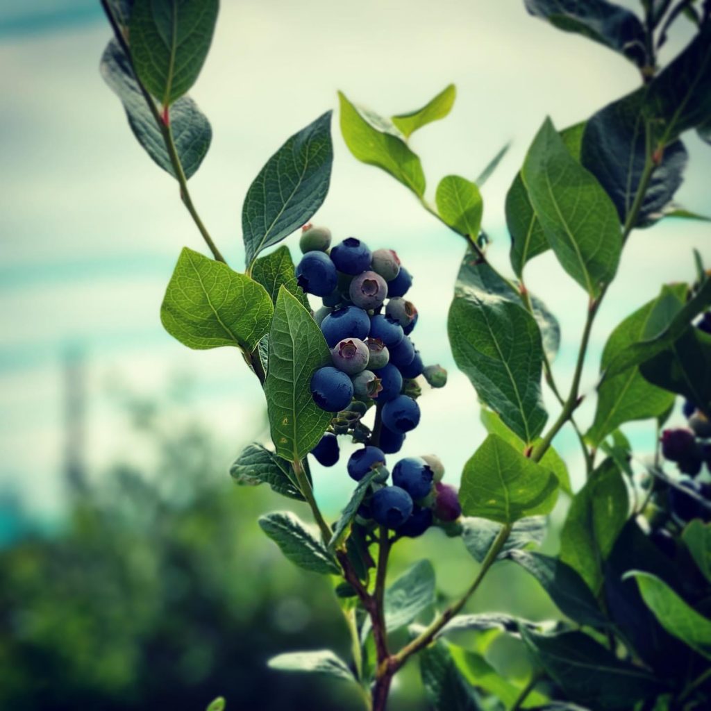 Blueberries on the Bush