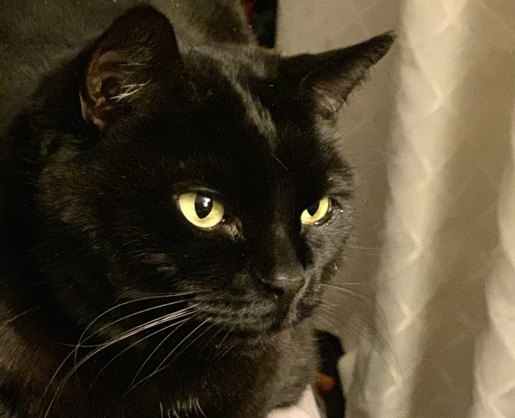 A Photograph of Bellatrix, a cat