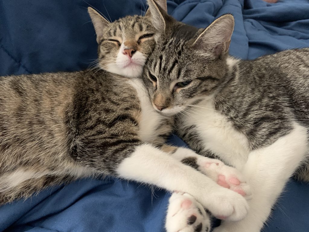 Two tabby and white cats named Velma and Daphne